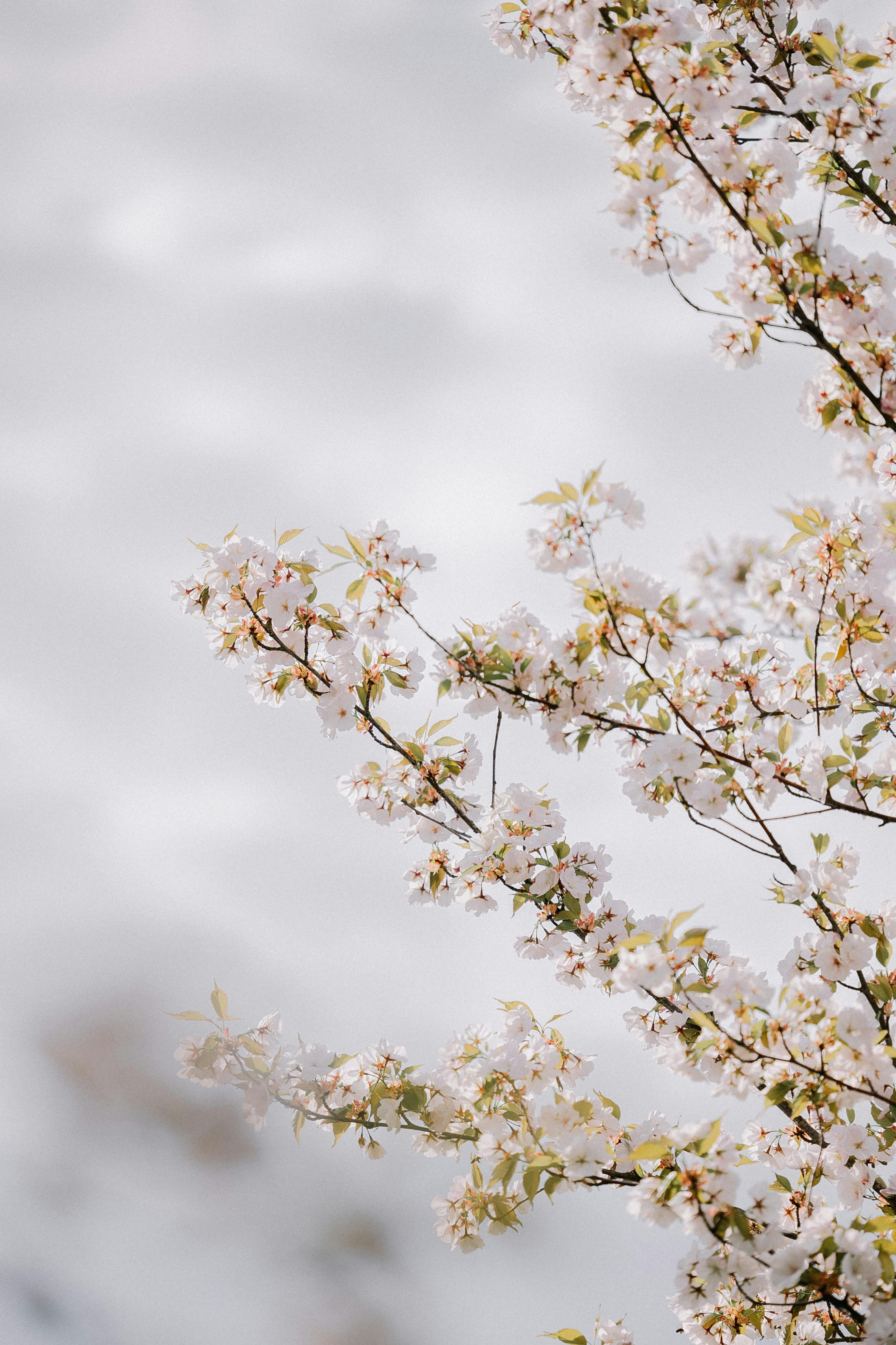 Delicate cherry blossoms in full bloom, capturing the essence of spring's natural beauty.