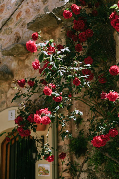 A red rose bush growing out of a stone wall