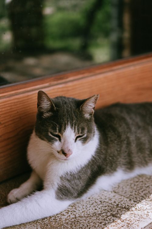 Free Cute cat with eyes closed resting by a window, capturing a serene moment. Stock Photo