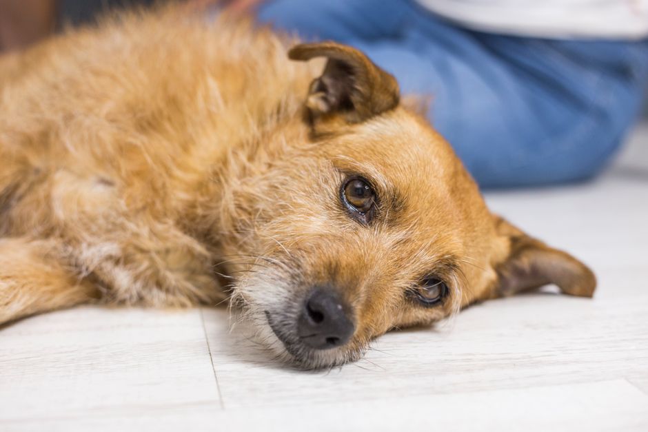 A calm brown dog lies comfortably on a wooden floor, showcasing its fluffy fur.