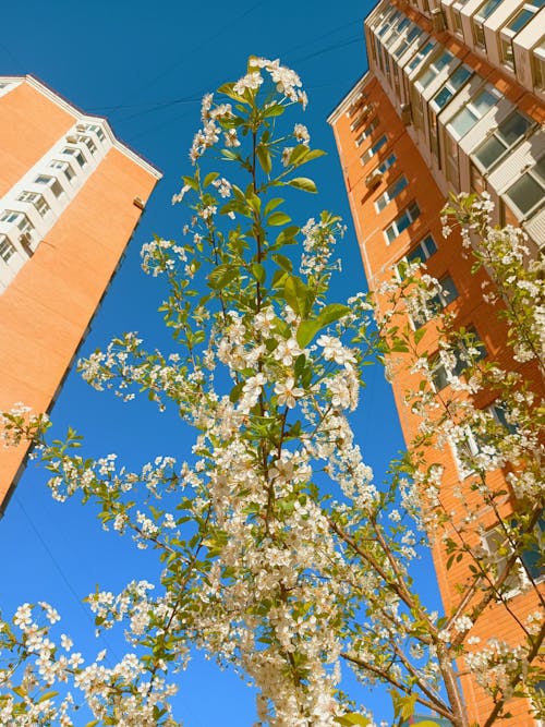 Kostnadsfri bild av arkitektur, blå himmel, blad