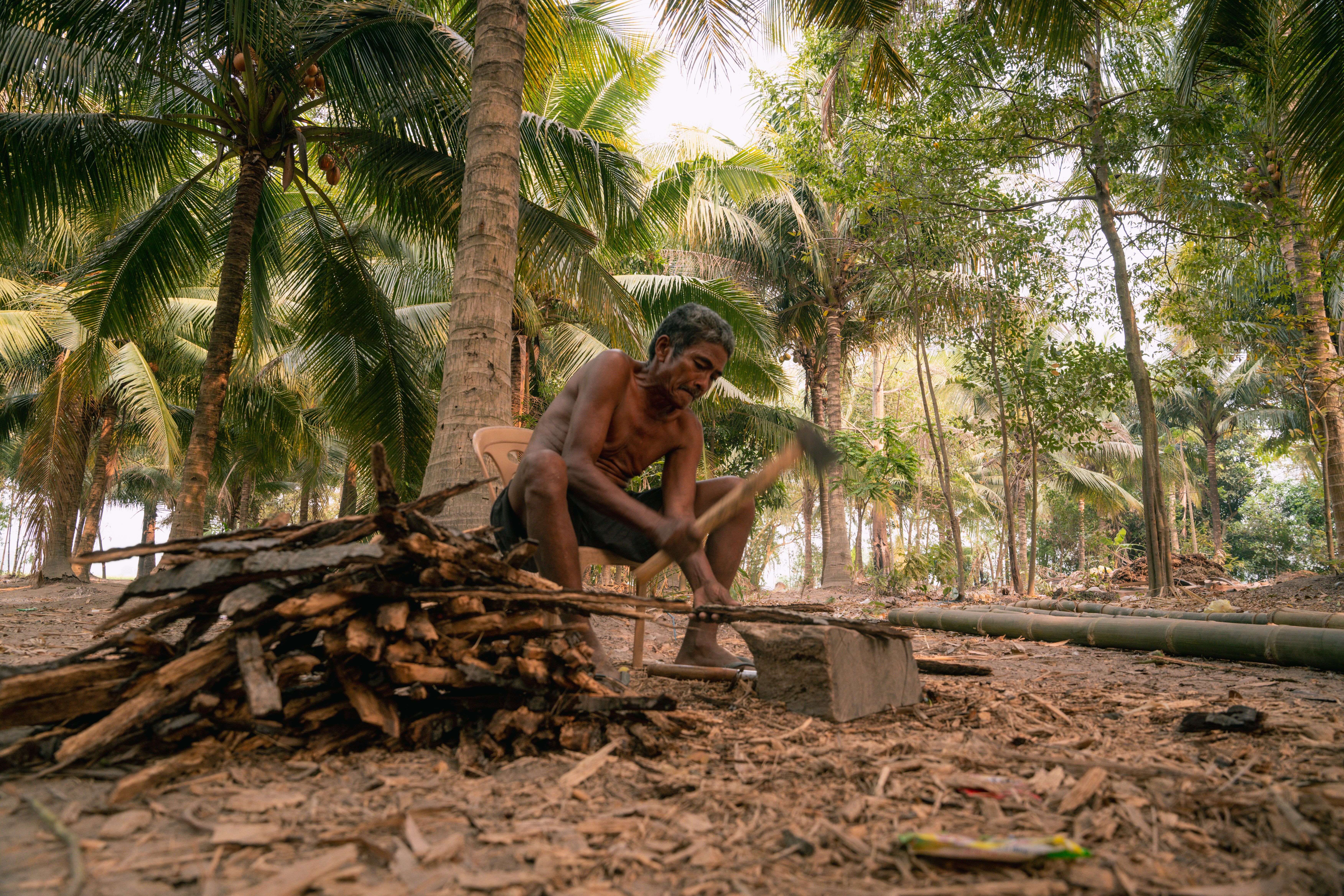 palm oil deforestation