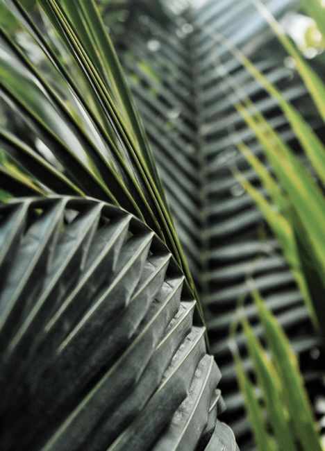Vibrant green leaves in sharp focus, showcasing nature's beauty and growth.