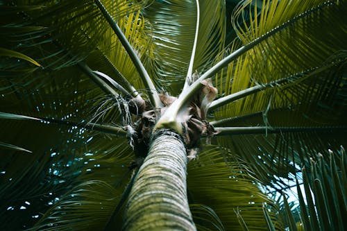 ヤシの木のローアングル写真