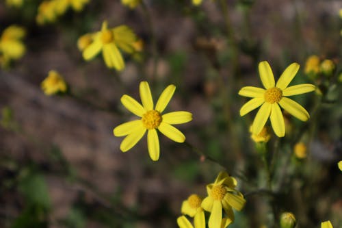 Euryops pectinatus, sarı çiçek, sarı papatya