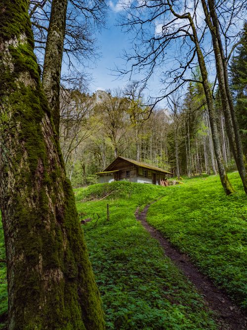 Free Scenic view of a cozy cabin nestled in the lush Swiss forest of Greyerz. Stock Photo
