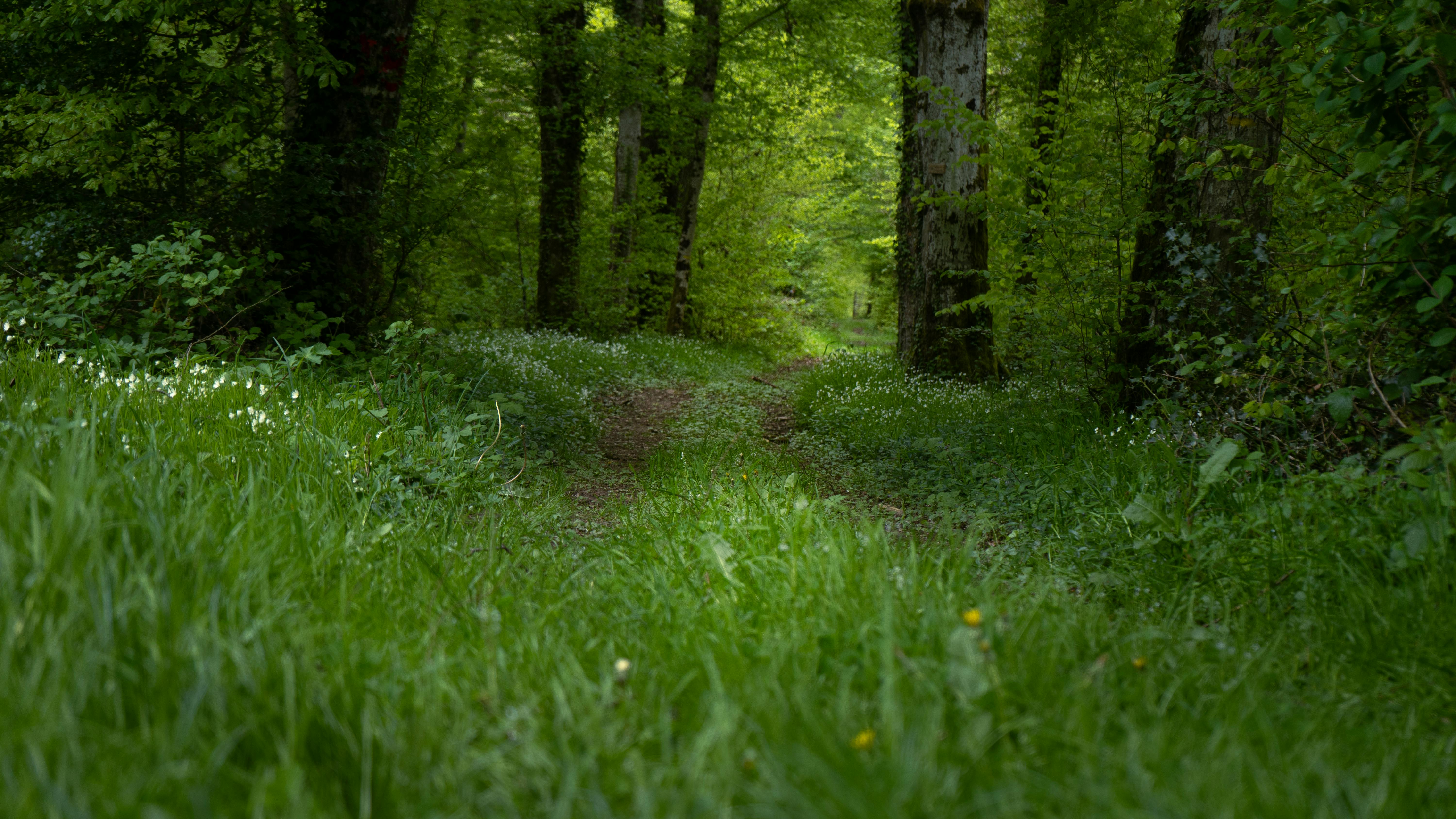 A woodland path winding between green trees with sunlight filtering through.