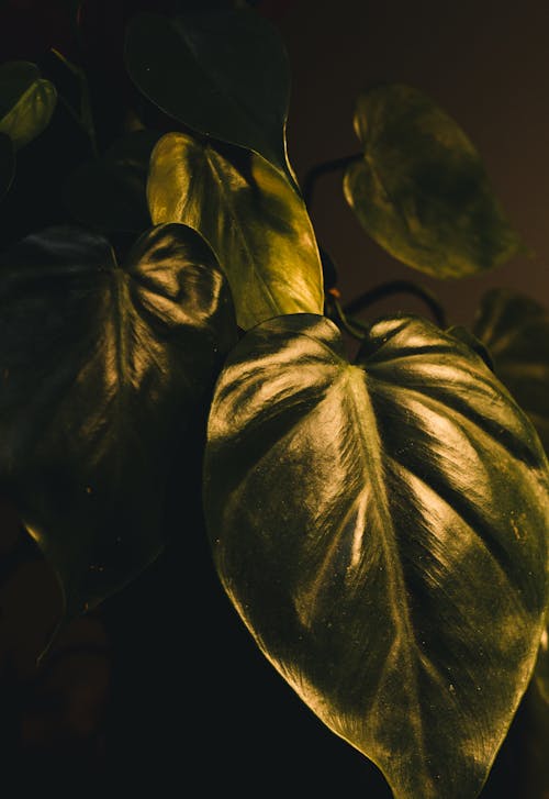 Green-leaf Plant