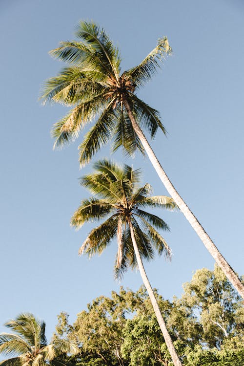 Palm trees in the background of a blue sky