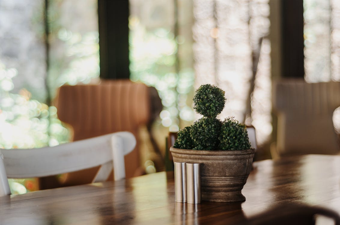 Free Green Cactus Plant on Table Stock Photo