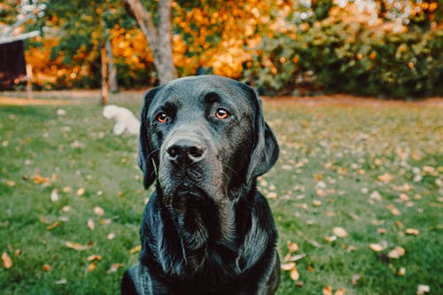 Close Upfoto Van Black Dog