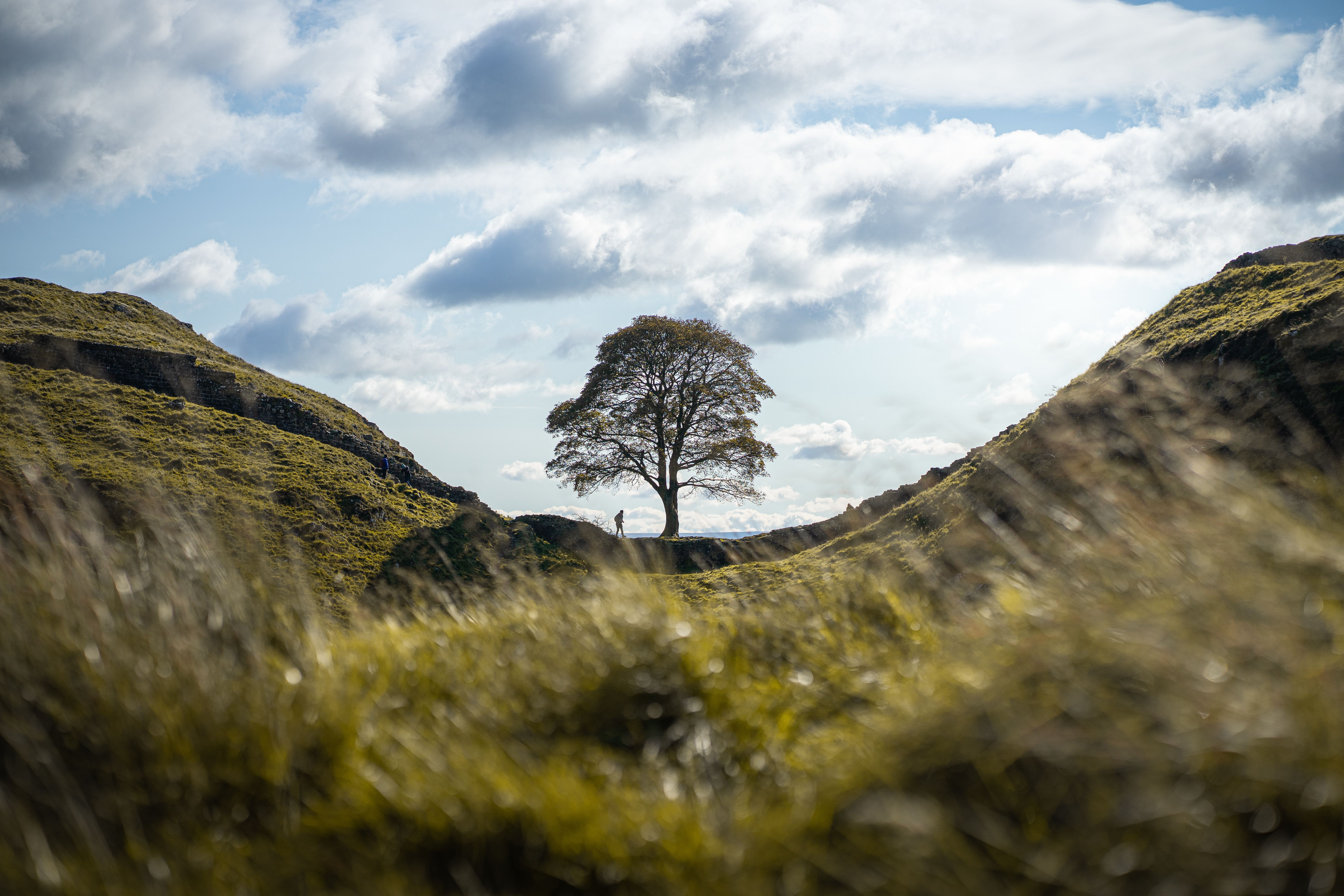 A single tree stands gracefully between rolling hills under a cloudy sky, epitomizing rural tranquility.