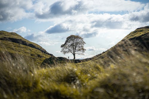 Foto profissional grátis de árvore, cenário, colinas