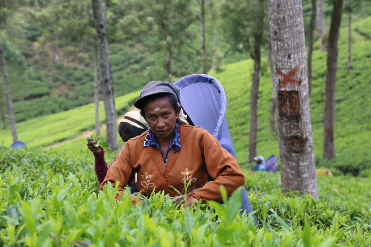 A tea picker harvesting leaves by hand in a lush tea plantation in Nuwara Eliya, Sri Lanka