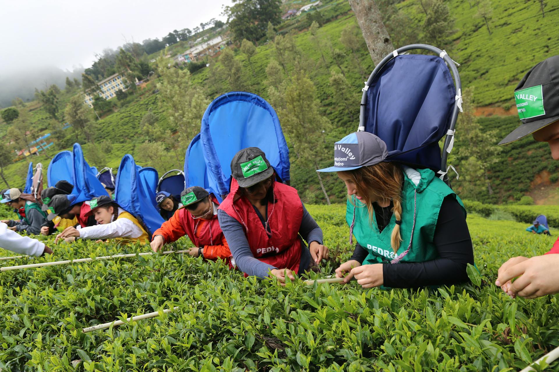 Workers carefully picking tea leaves in lush Nuwara Eliya tea plantation.
