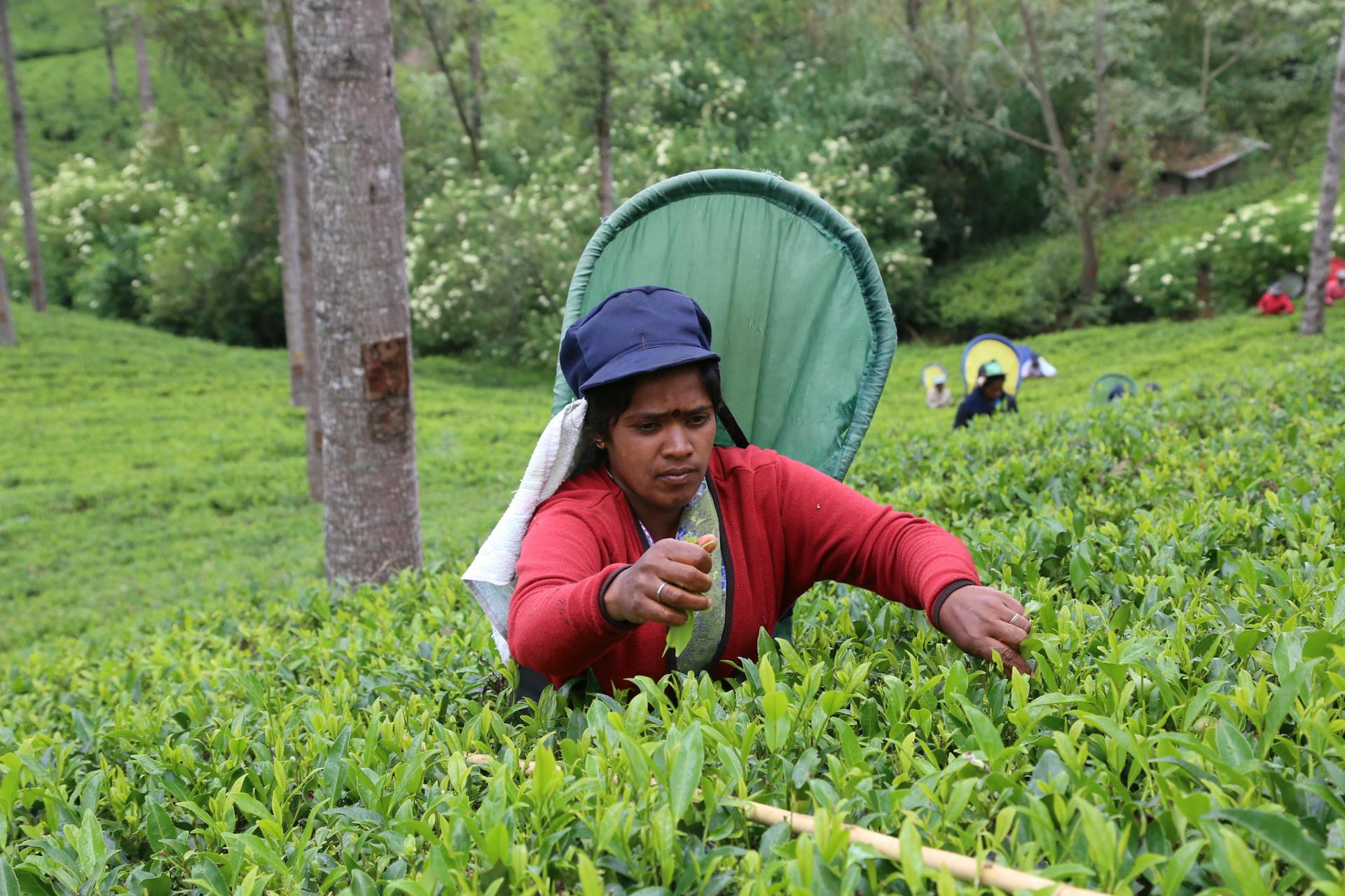 Woman harvesting tea leaves in lush green fields of Nuwara Eliya, Sri Lanka.