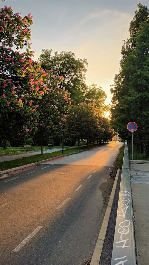 Free stock photo of blossom, golden sunset, maribor