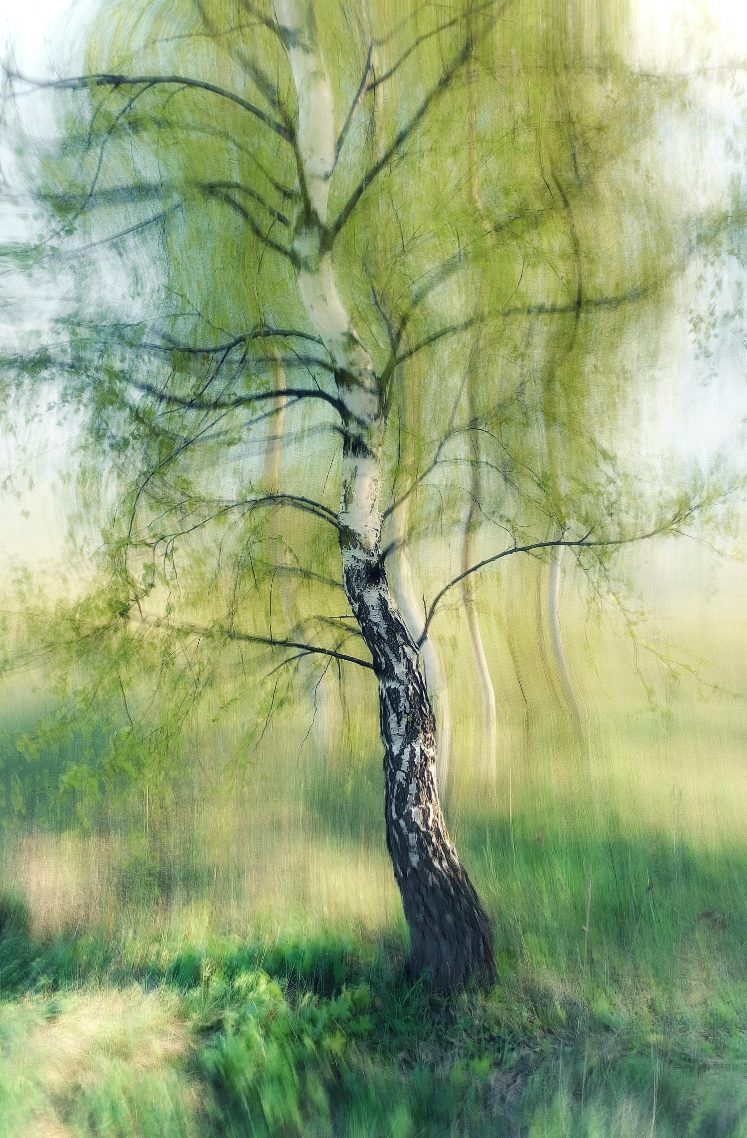 A blurred artistic image of a birch tree, creating a serene and abstract nature scene.
