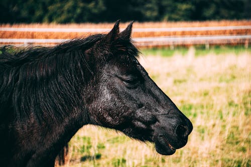 Close-Up Photo of Black Horse