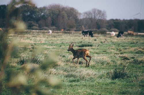 Photo De Cerf Sur Terrain En Herbe