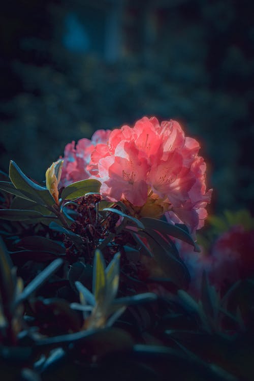 A pink flower in the dark with a blurry background