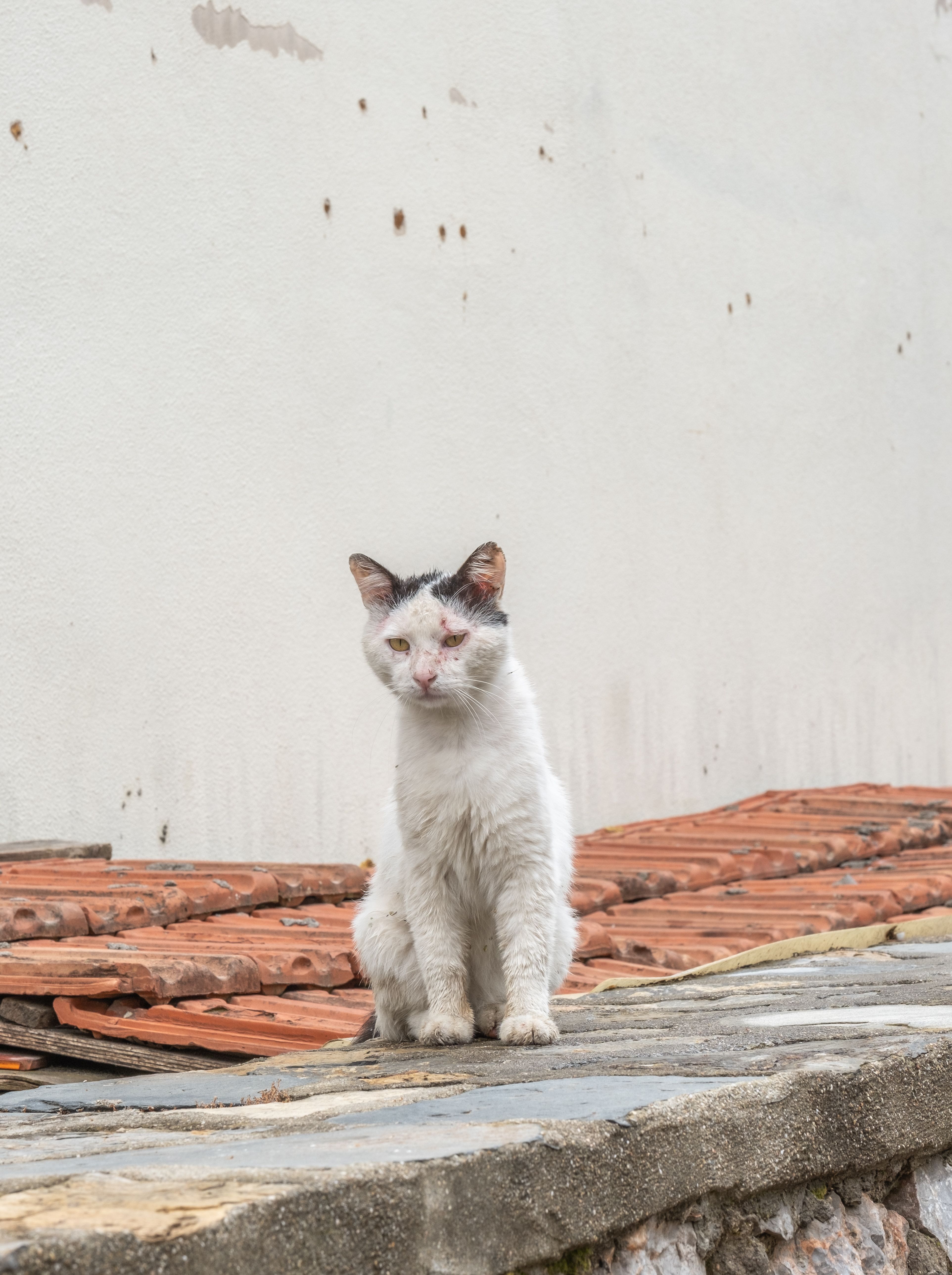 A white cat sitting on a ledge near a building · Free Stock Photo