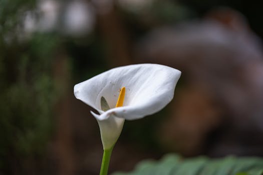 Image by Doğan Alpaslan  Demir