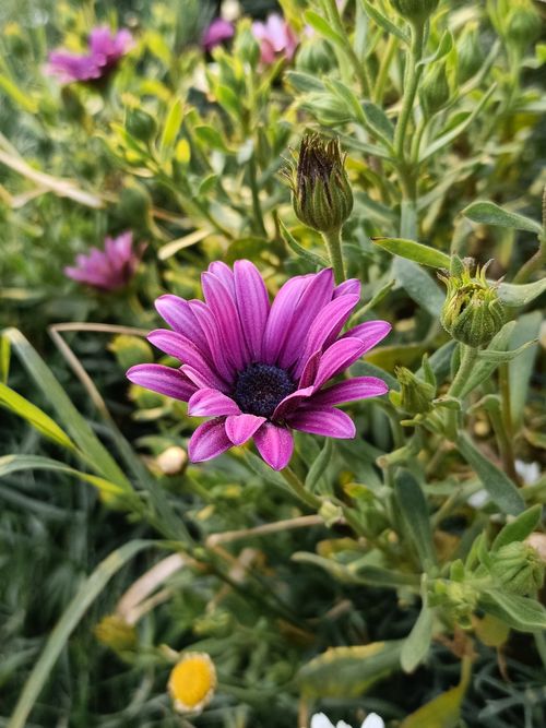 Free Close-up of a purple daisy showcasing natural beauty and vibrant colors in wildlife setting. Stock Photo
