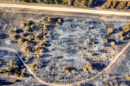 Free Top-down aerial view of a forested area with intersecting dirt roads, showcasing autumn foliage and natural patterns. Stock Photo