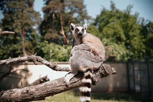 Free A ring-tailed lemur sits on a branch in an outdoor setting, showcasing its natural habitat. Perfect for animal and nature photography enthusiasts. Stock Photo