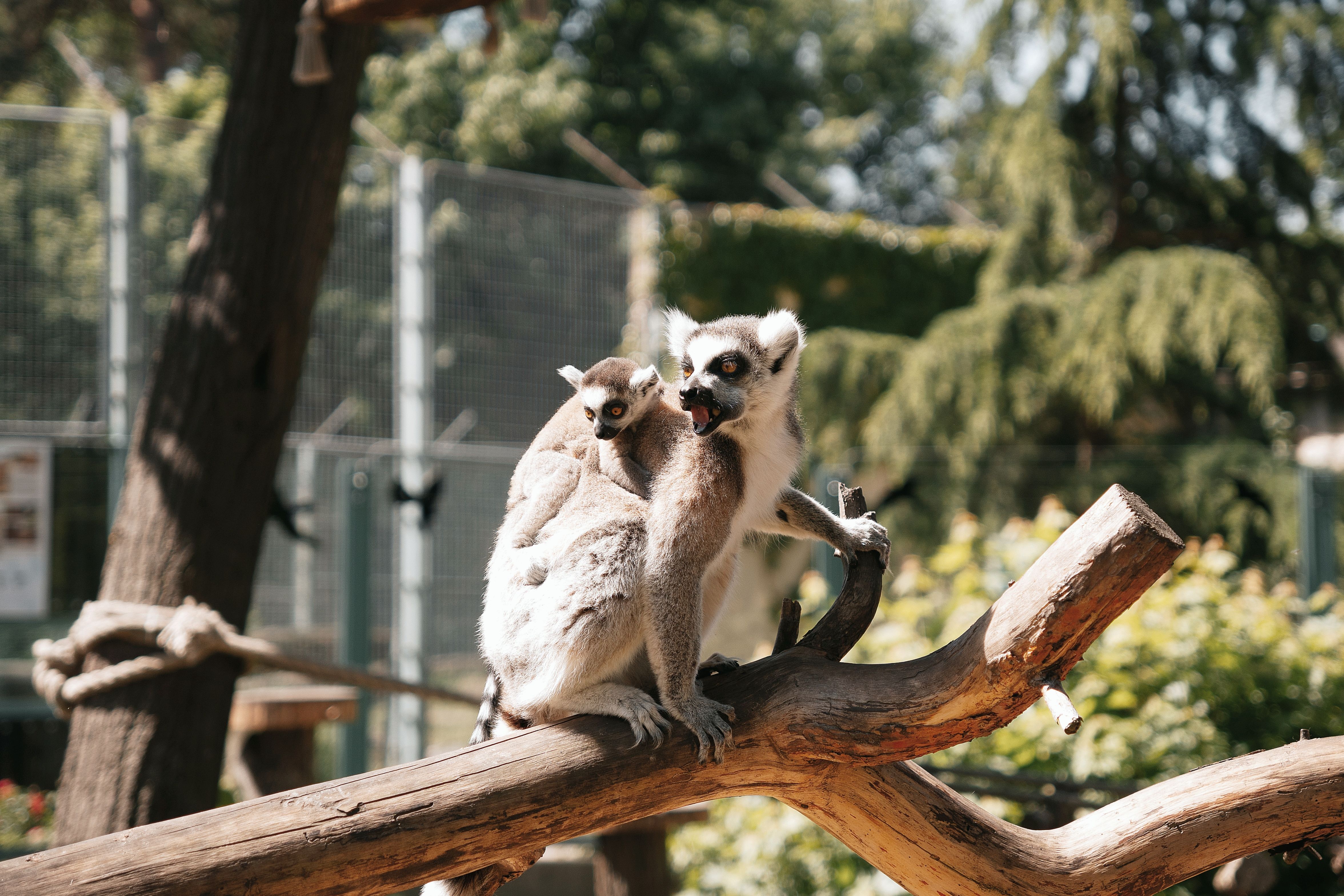 Gutschein für Tierpark-Besuch
