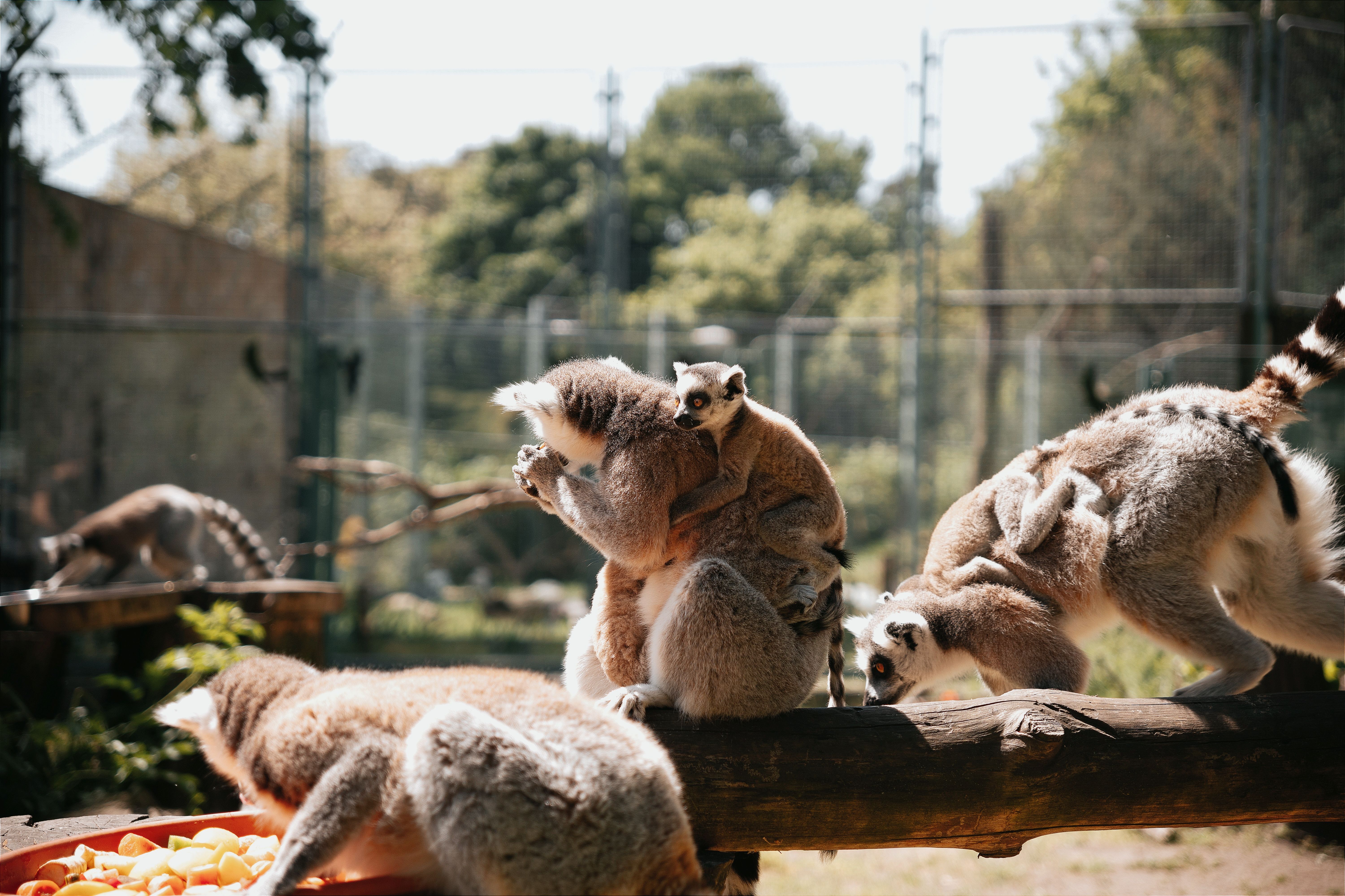 A charming capture of ring-tailed lemurs interacting outdoors in a Hungarian zoo.