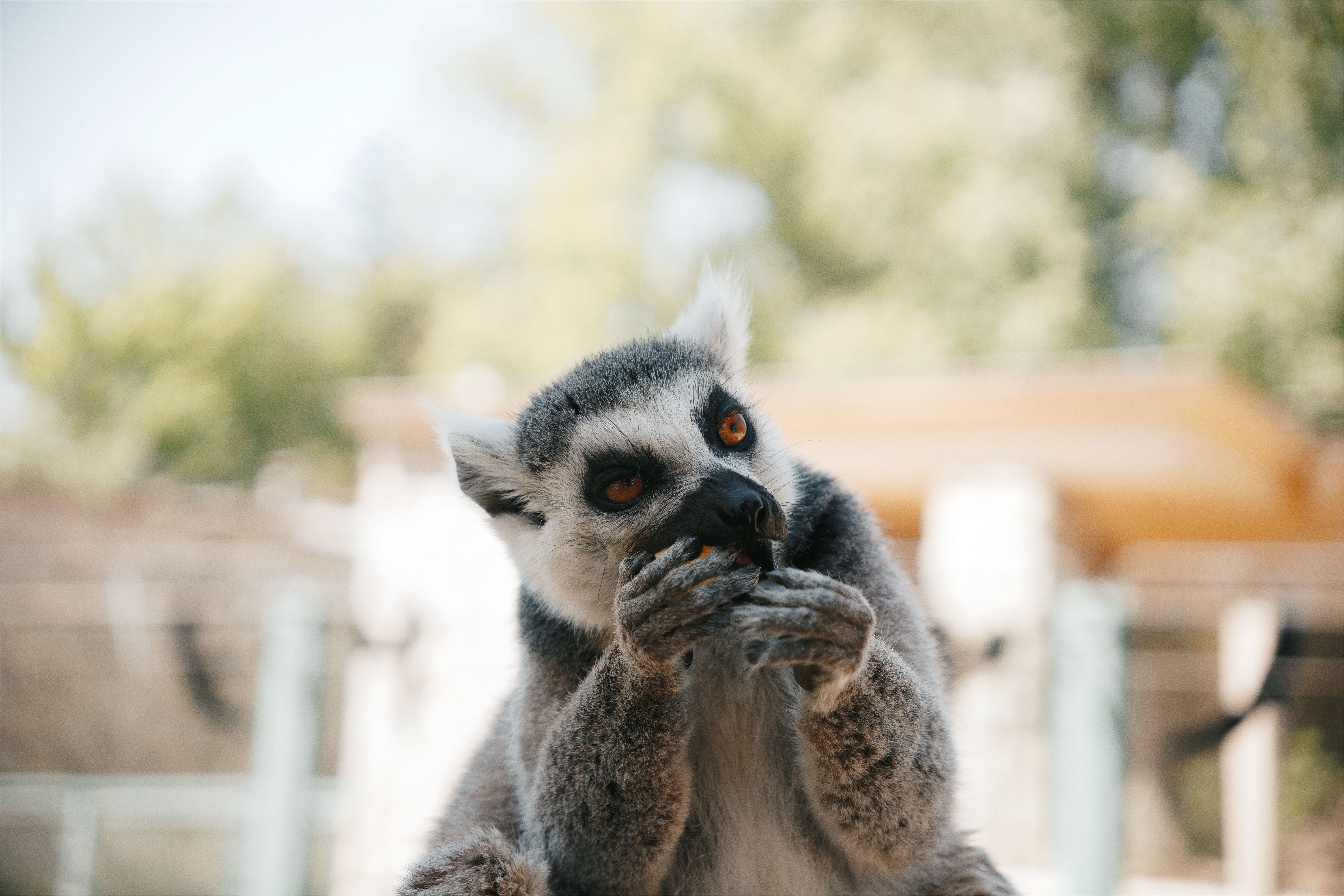Lemur & Meerkat Feed