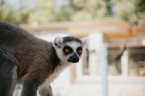 Free Portrait of a ring-tailed lemur in a natural setting, showcasing its distinct features. Stock Photo