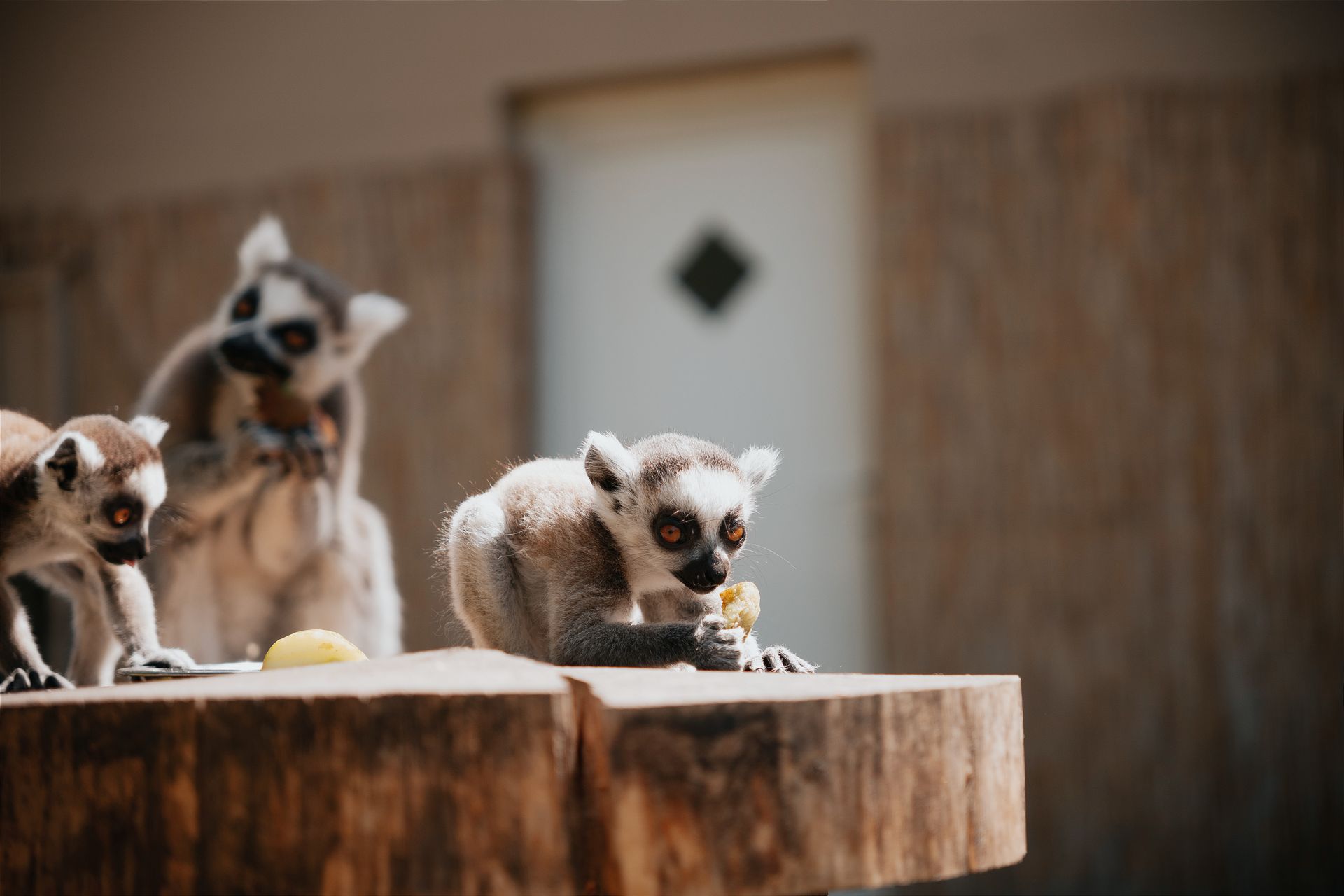 Playful ring-tailed lemurs enjoy a snack on a sunny day at a Hungarian zoo.