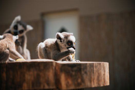 Isalo National Park hike — Madagascar