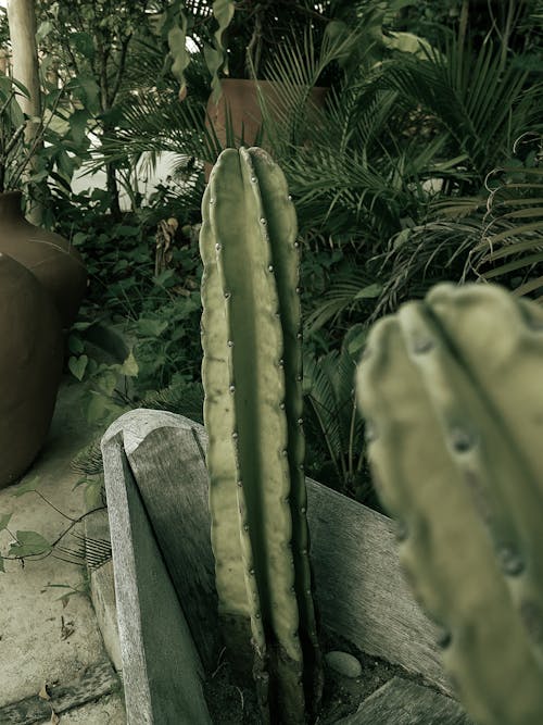 Foto profissional grátis de afiado, agave, aloe
