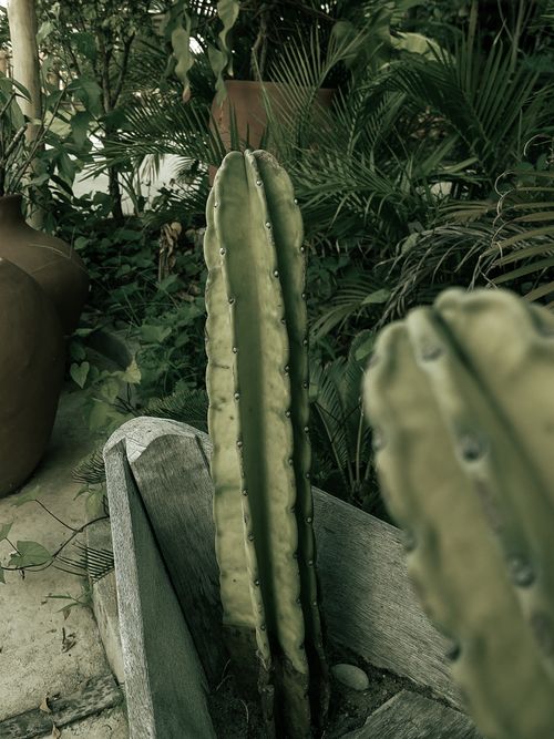 Free A vertical cactus standing amidst green tropical foliage in João Pessoa, Brazil. Stock Photo