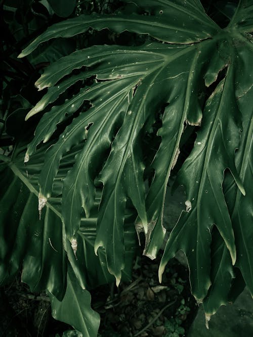 A close up of a large green leaf