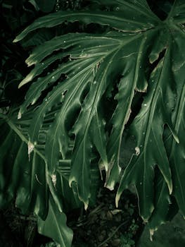 Close-up of vibrant green tropical leaves showcasing unique patterns in João Pessoa, Brazil.