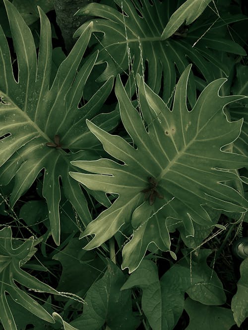A close up of a green leafy plant