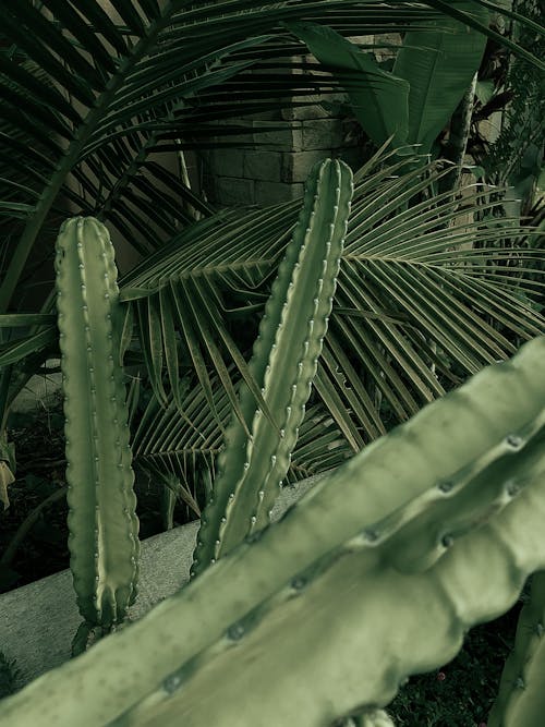 A close up of a cactus plant in a green garden