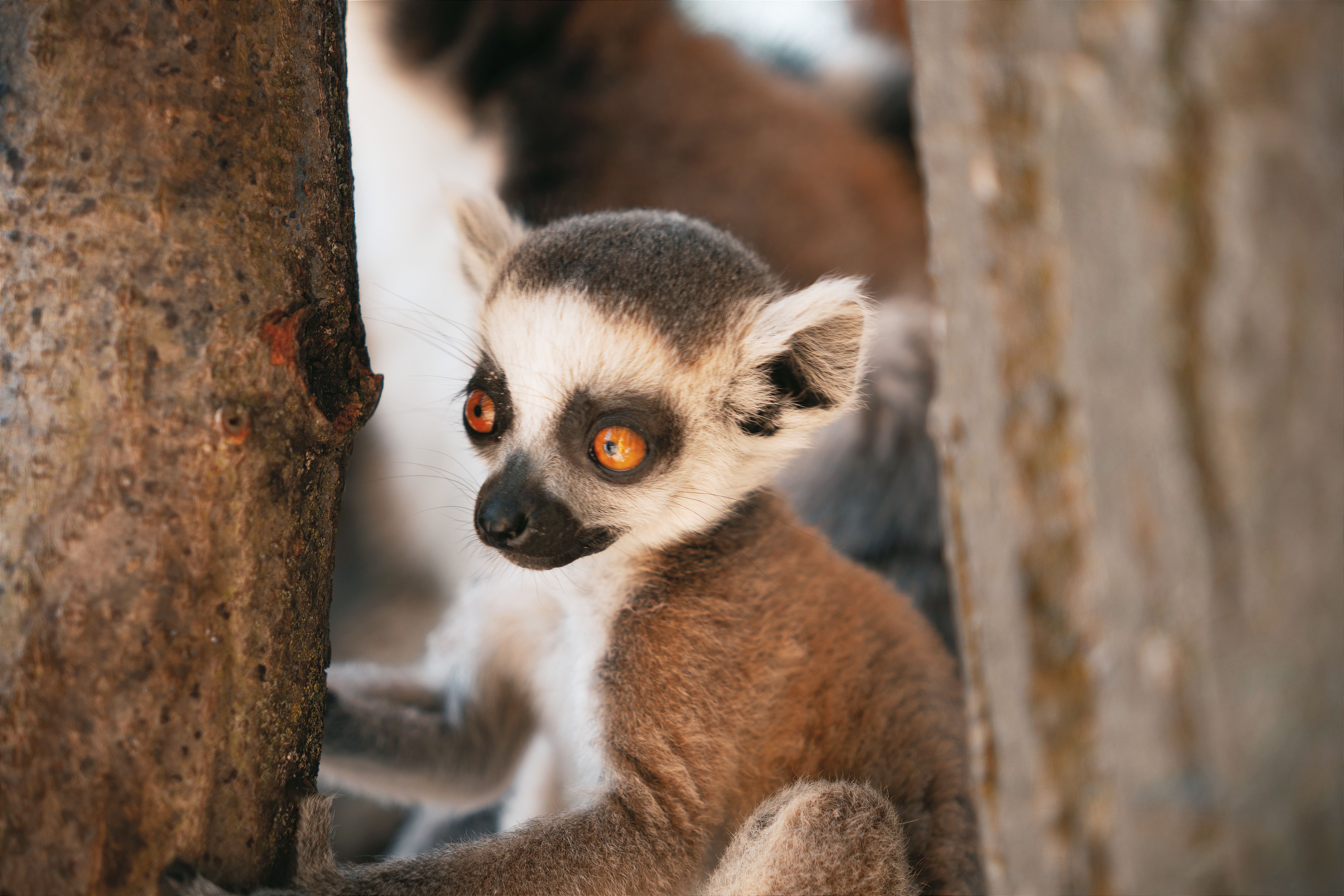 Photo of Madagascar