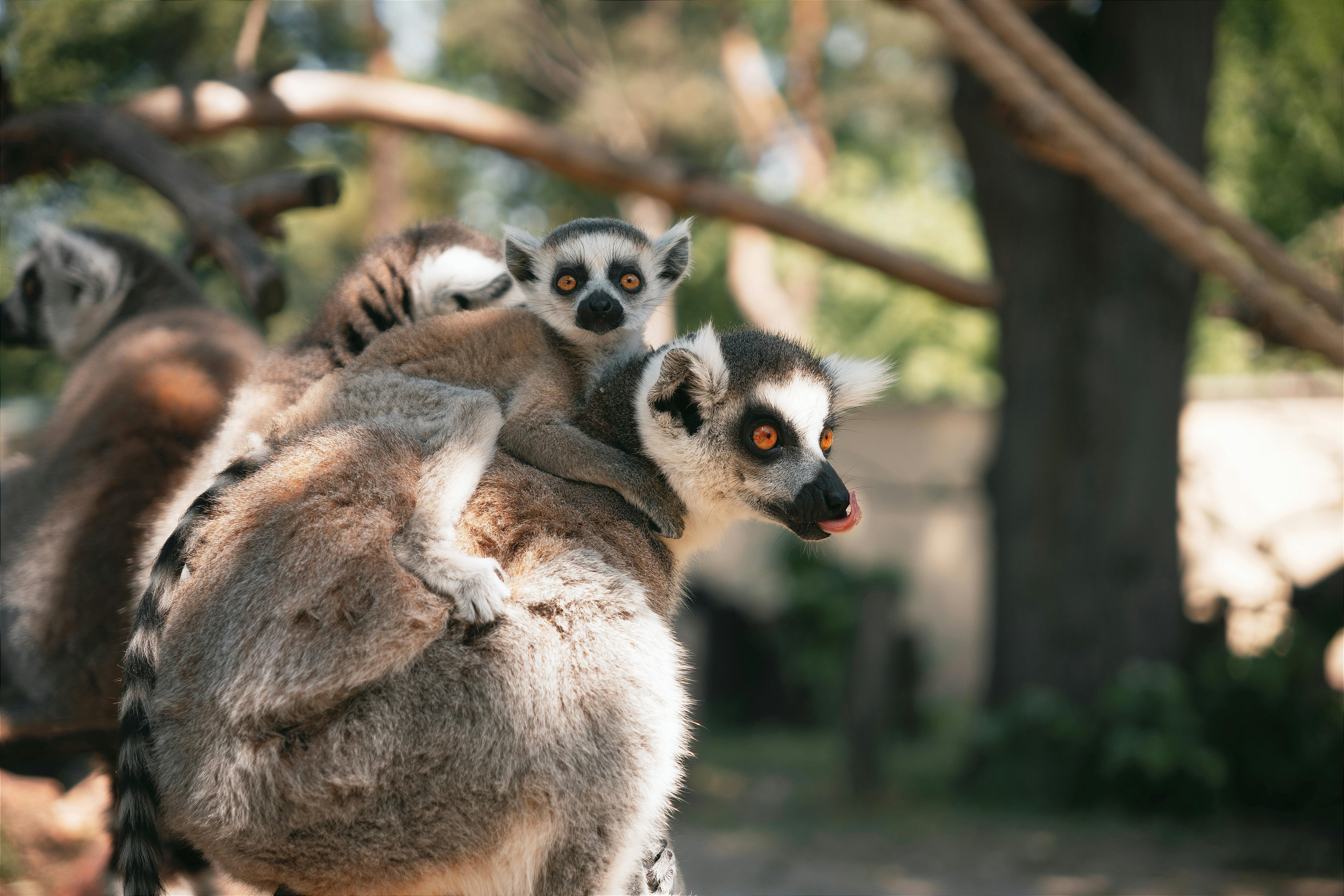 close up of group of lemurs