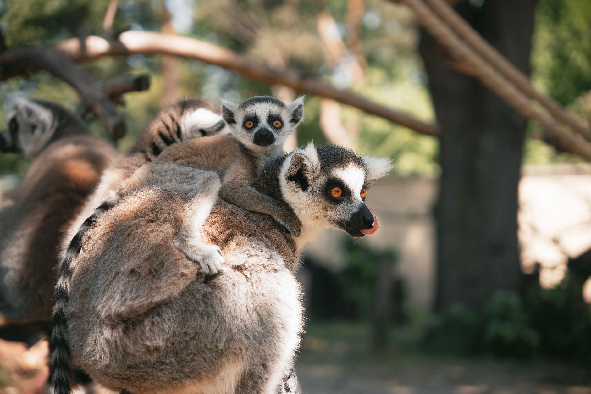 pexels-photo-23508701 Tous les animaux en T que vous devriez connaître