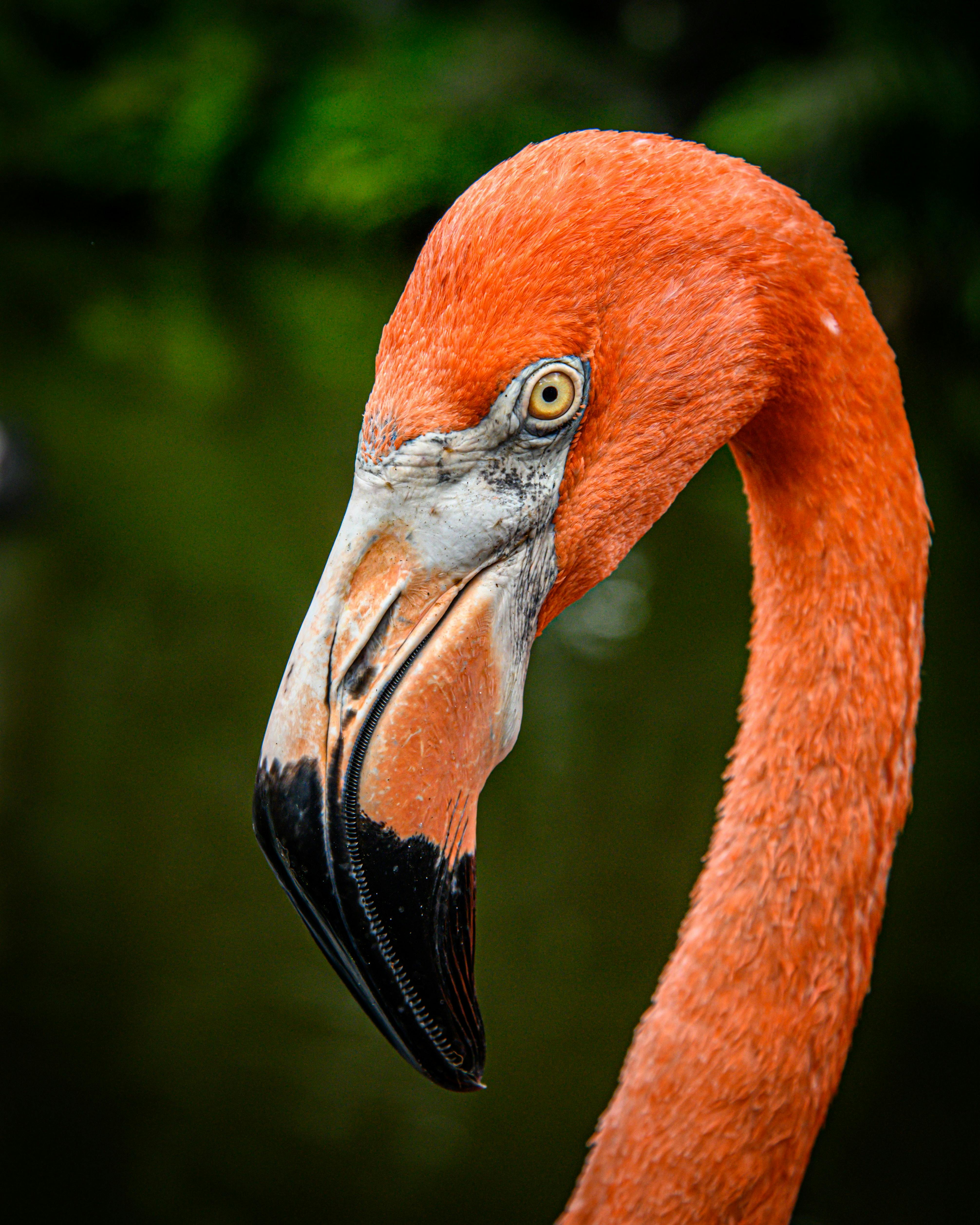 Captivating close-up of a flamingo with a vivid orange plumage and striking features.