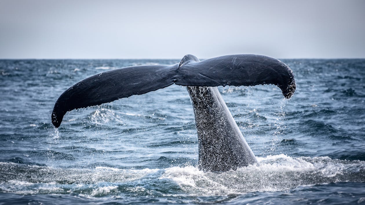 A majestic whale tail emerging from the ocean, creating a splash against the serene blue water backdrop.