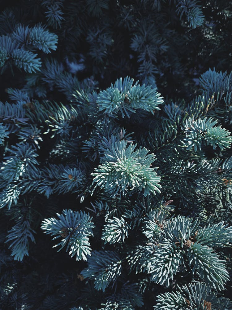 Close View Of Green Pine Tree