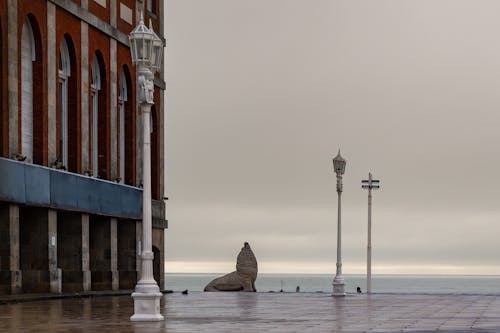 Бесплатное стоковое фото с лобо марино, море