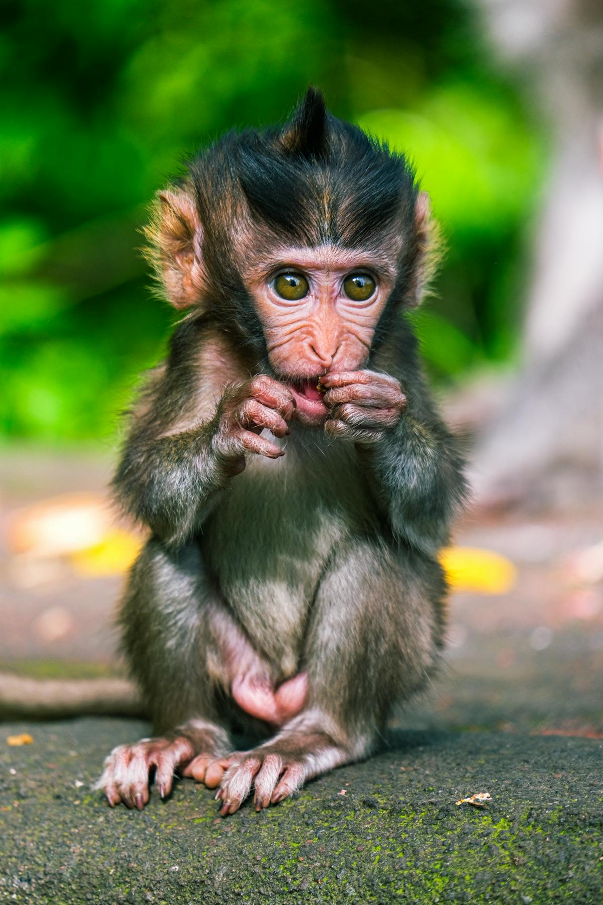 Monkey Sticking Up Middle Finger Photos, Download The BEST Free Monkey